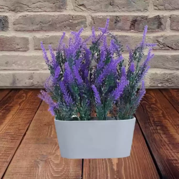 Purple Lavender Flower Plant